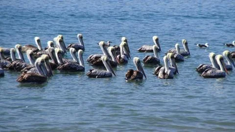 Pelicans at a beach side Foto stock