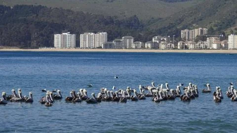 Pelicans at a beach side Foto stock