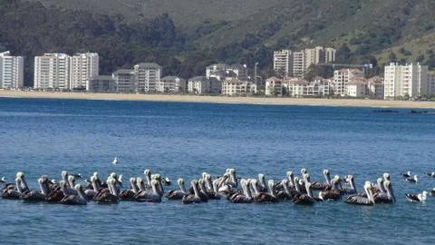 Pelicans at a beach side Foto stock