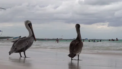 Pelicans on the beach in Tulum, Mexico Stock Footage 158053913