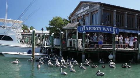Pelicans begging for fish Stock Footage 35347490