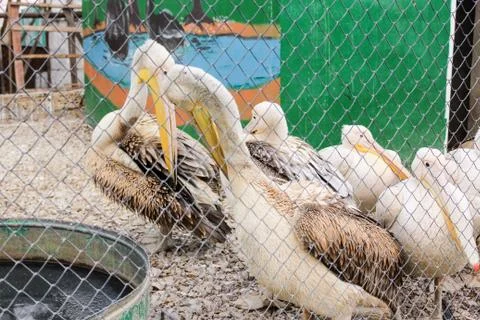Pelicans behind the net. Stock Photos