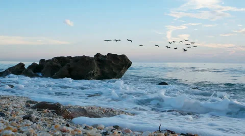 Pelicans Bird Flock Flying Over Beach Seashells Ocean Wave Видео 54200710