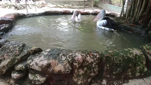 Pelicans bird Stock-Footage 261836579