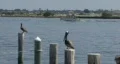 Pelicans & Boat HD Footage