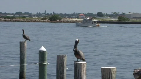 Pelicans & Boat Stock Footage