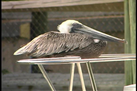 Pelicans on boat ocean pull out bird sea coast  Stock Footage 344259