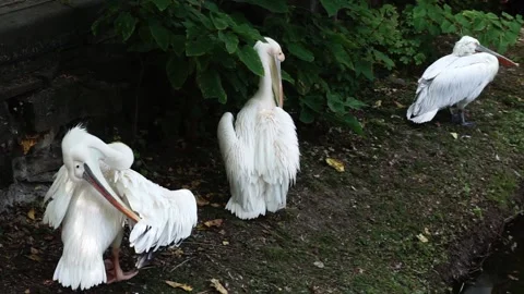 Pelicans brushing feathers Видео 160039158
