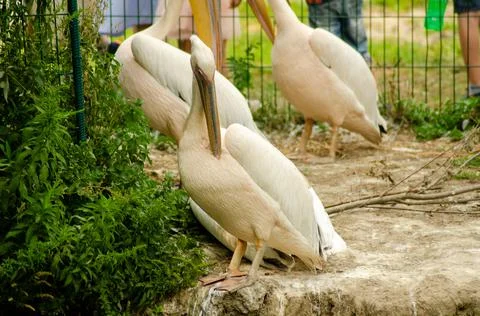Pelicans in the cage Stock Photos