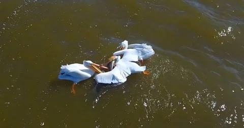 Pelicans catching fish and fighting for the results Stock Footage