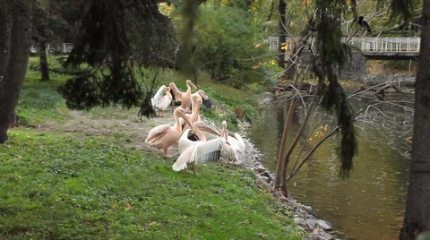 Pelicans Clean Feathers Stock Footage 48706130