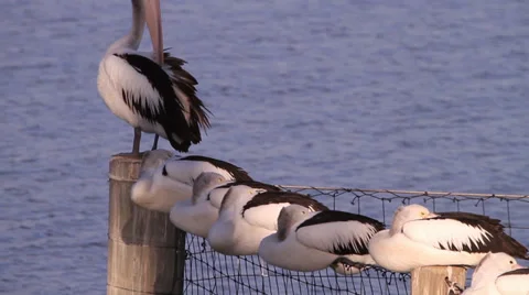 Pelicans cleaning and sleeping 库存影片 39946371