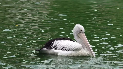 Pelicans cleaning his feather while swiming in the pond at ragunan zoo 스톡 동영상 253493678
