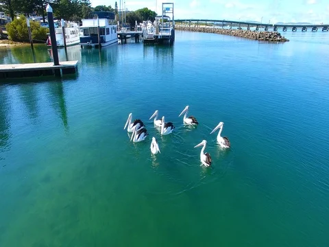 Pelicans in the clear water with fish around Stock Footage