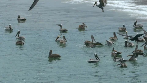 Pelicans on the coast in Ecuador Video stock 101259833