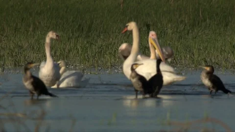 Pelicans in Danube Delta Stock Footage 75870481