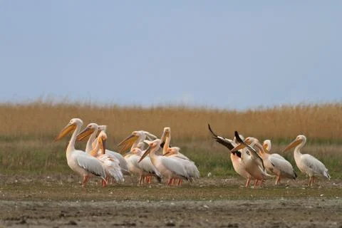 Pelicans in the danube delta Stock Photos