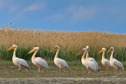 Pelicans in the danube delta Stock Photos