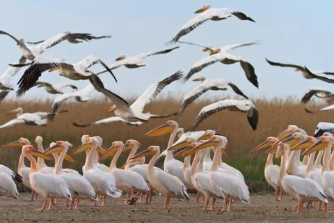 Pelicans in the danube delta Stock Photos