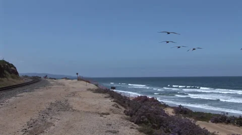 Pelicans on Del Mar Beach Stock Footage 30560220