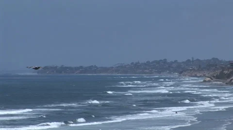 Pelicans at Del Mar Beach Stock Footage 30569689