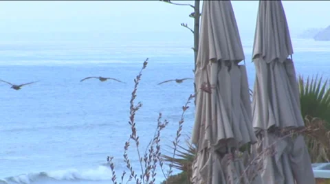 Pelicans at Del Mar Beach Stock Footage 32207135