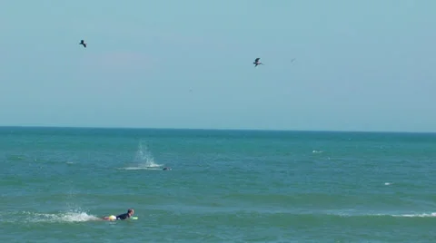 Pelicans dive into surf Stock Footage 24466398