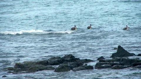 Pelicans diving and feeding Stock Footage 769652