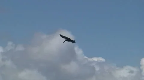 Pelicans Diving From Boat Stock Footage 7137370