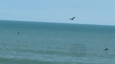 Pelicans Diving For Fish Stock Footage 230932671