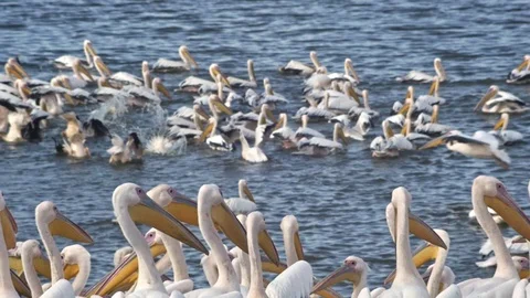 Pelicans diving 库存影片 69892021