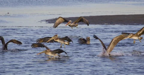 Pelicans Diving Slow Motion 4K Stock Footage 222822864