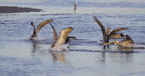 Pelicans Diving Slow Motion 4K Stock Footage 222824162