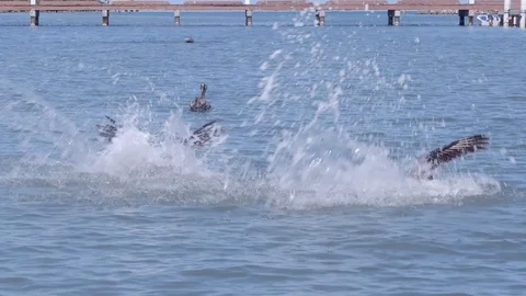 Pelicans Diving Into the Water Stock Footage 106032210