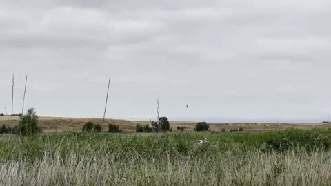 Pelicans drop into a marsh on a cloudy day 스톡 동영상 322551121