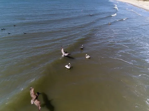 Pelicans eating fish Stock Footage 73686205