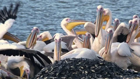 Pelicans eating 库存影片 69898769