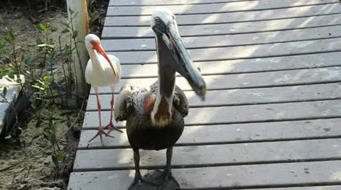 Pelicans feed and wander Stock Footage 20585384