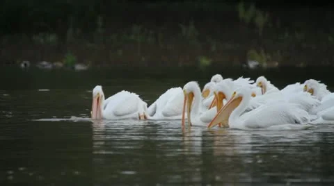 Pelicans feeding Stock Footage 22146772