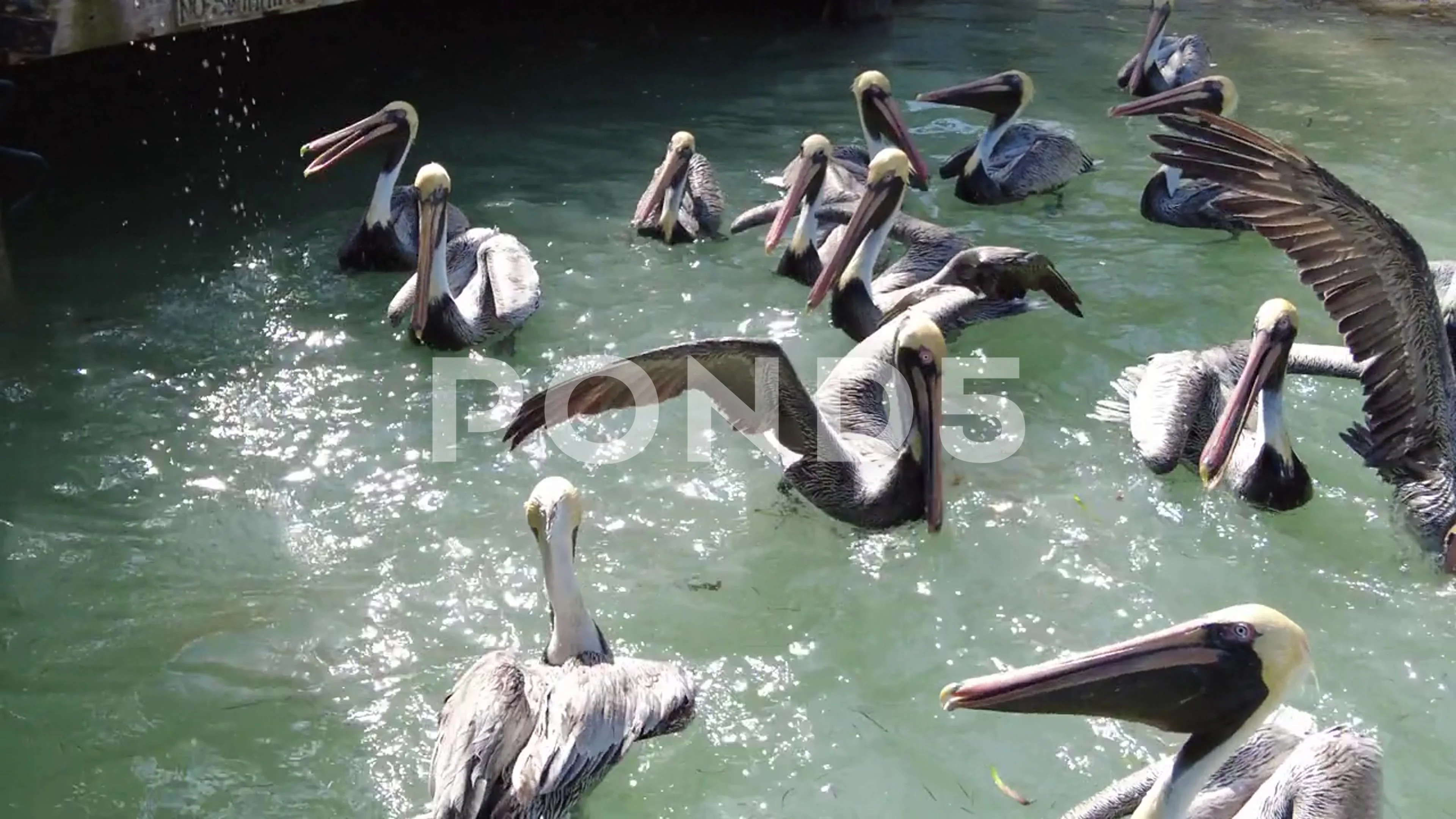 Pelicans fighting for food with a shark & a manatee near Islamorada,FL