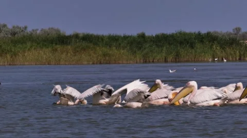 Pelicans fish on the coast 2 Stock Footage 344633379