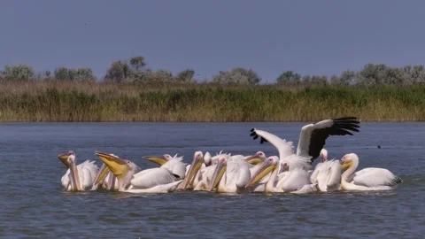 Pelicans fish on the coast Stock Footage 344633359