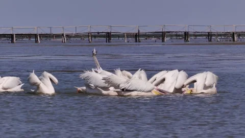 Pelicans fish on the estuary Stock Footage 344633342