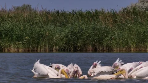 Pelicans fish on the liman Stock Footage 344633514