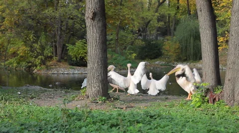 Pelicans Flap Wings Stockbeeldmateriaal 48697409