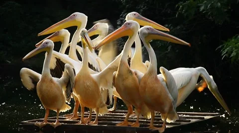 Pelicans flapping their wings Stock Footage 8606920