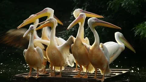 Pelicans flapping their wings Stock Footage 10820351