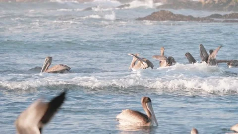 Pelicans Flapping Their Wings on the Water, Swimming, Moss Beach, California Stock Footage 167745288