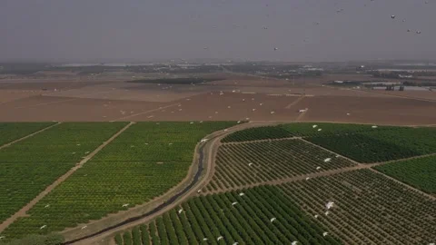 Pelicans flight above Alexander stream Israel Stock Footage 221559498
