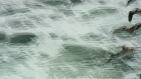 Pelicans in flight Stock Footage 283602